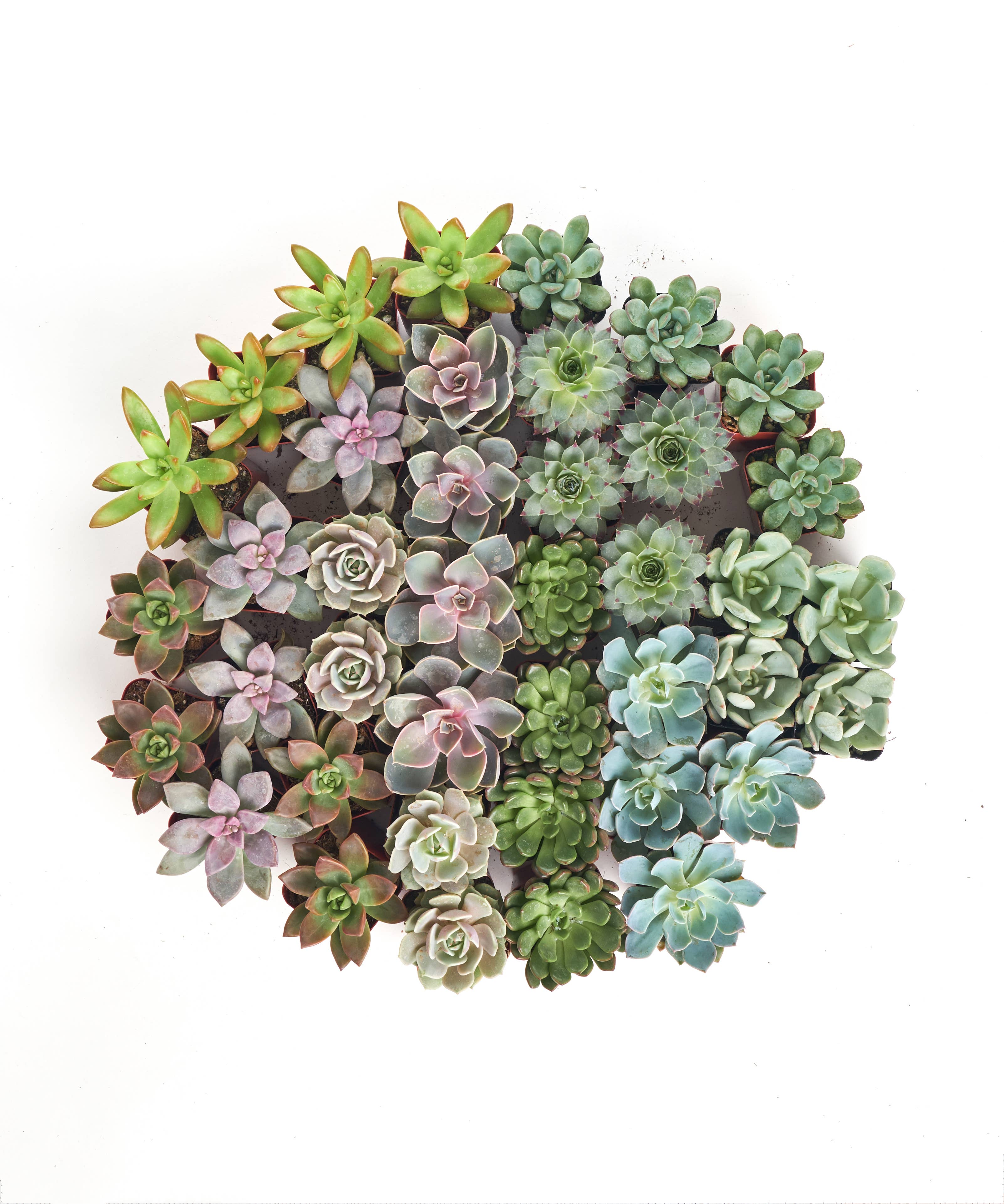 Rosette Mini Bulk Succulent Plants in 2" Grow Pots: 20 Pack