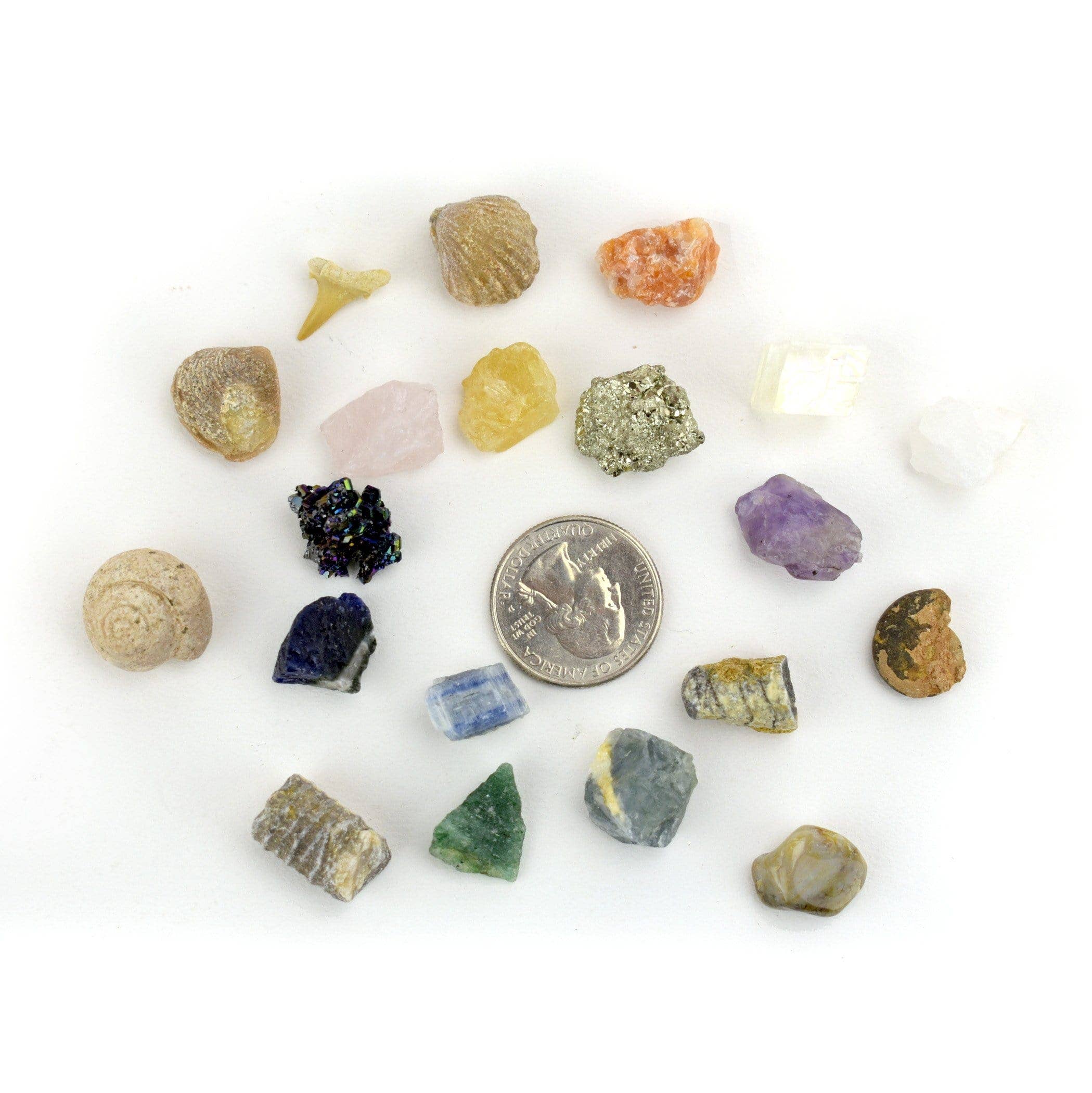 Fossil and Crystal Mineral Mini Natural Stone Set