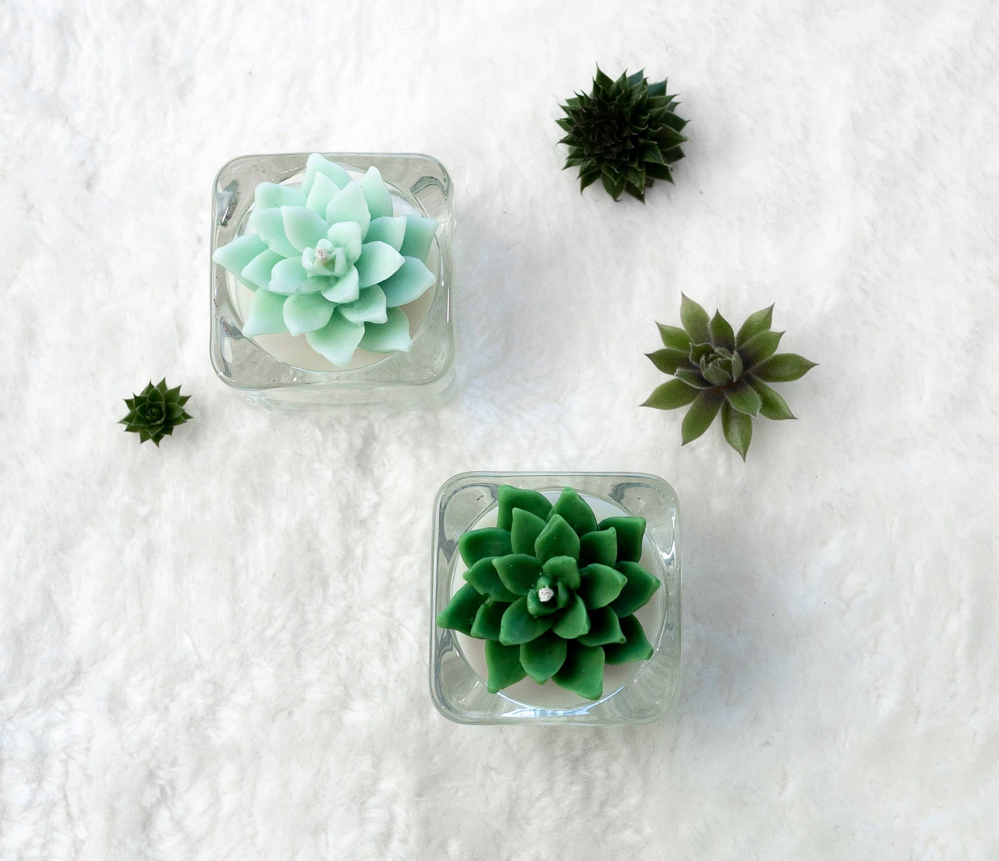 Succulent Tealight Candles | Soy Blend: Hens and Chick Succulent / Mint